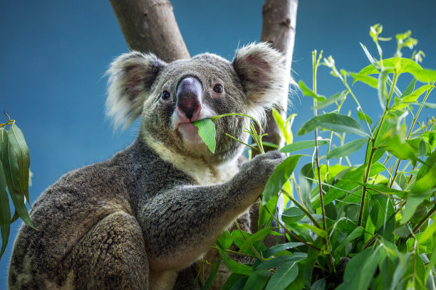 koala