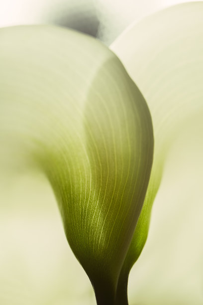 calla
