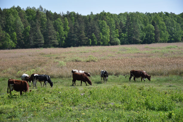 夏季草原湿地牛群