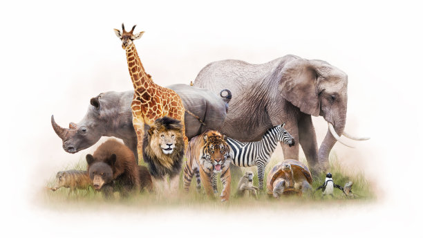 wildlife