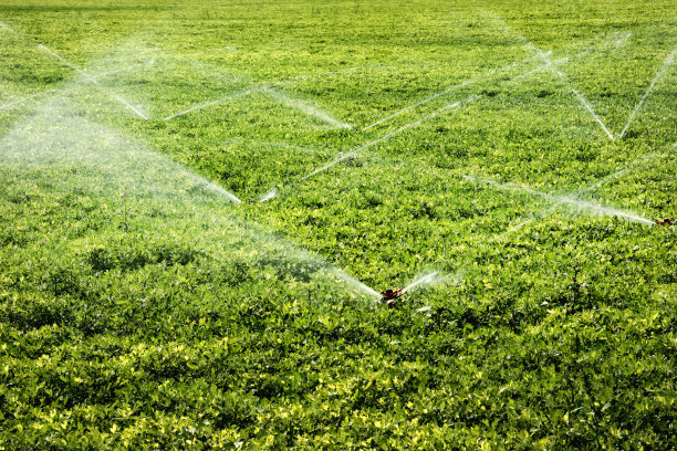 irrigation