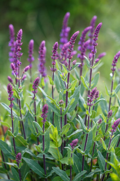 salvia
