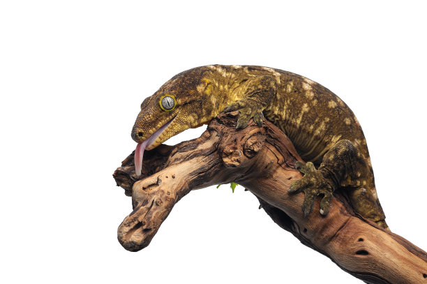 phelsuma