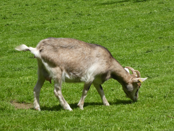 goat