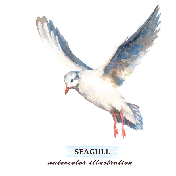 seagull
