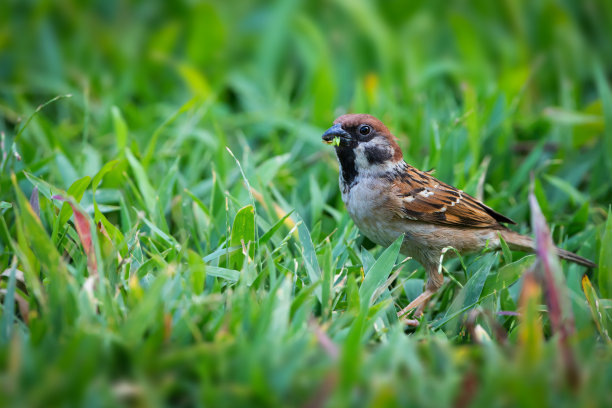 passeridae