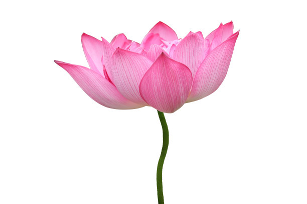 花,荷花,水平画幅