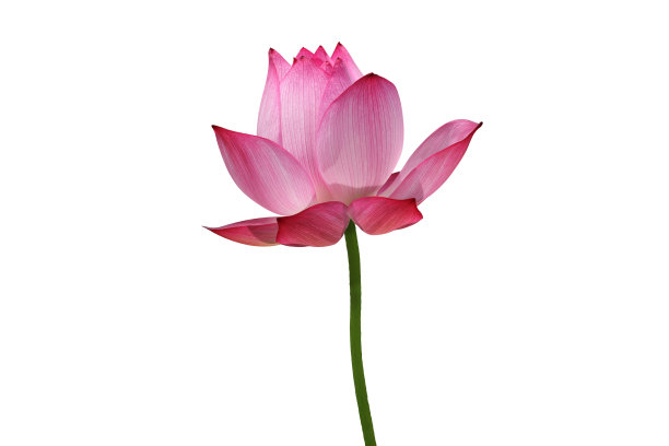 花,荷花,水平画幅