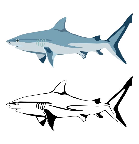 shark