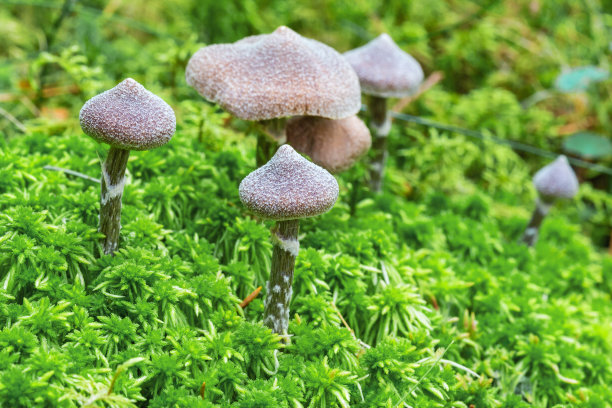 cortinarius