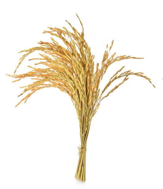paddy