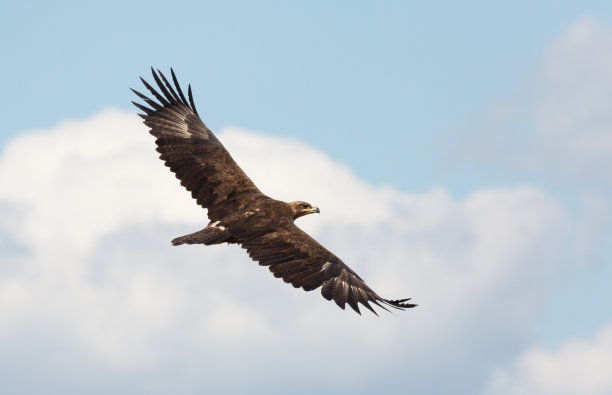 hawk
