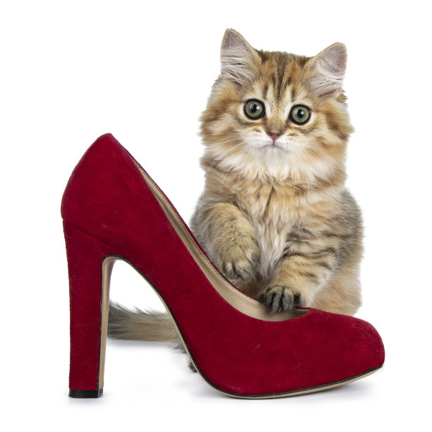 可爱猫咪高跟鞋