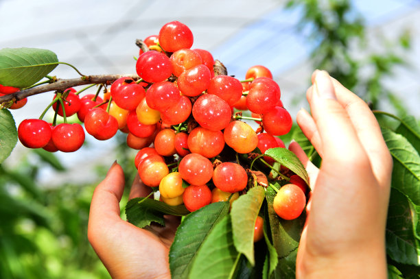 cherries