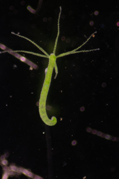 cnidaria