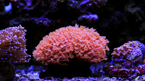 corals