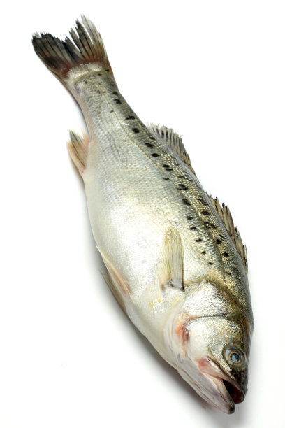 rockfish