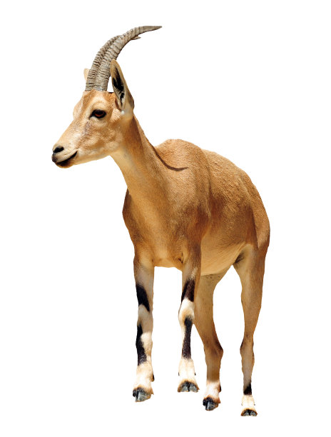 antelope