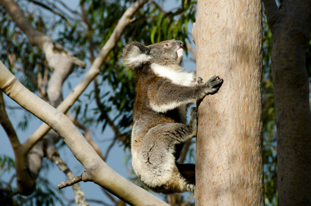 koala