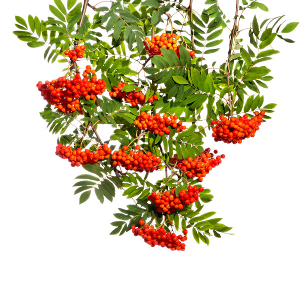 rowan