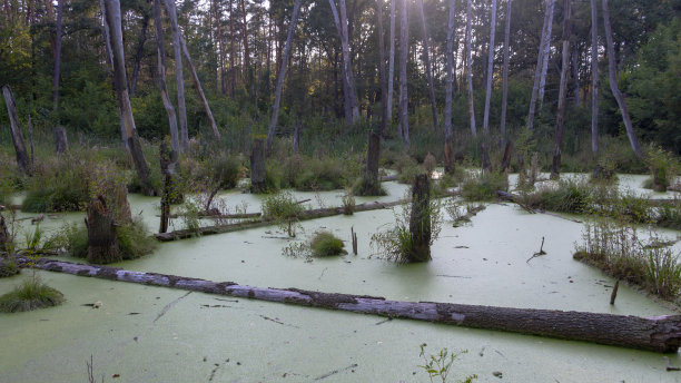 fen