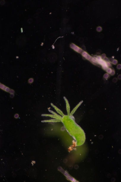 cnidaria