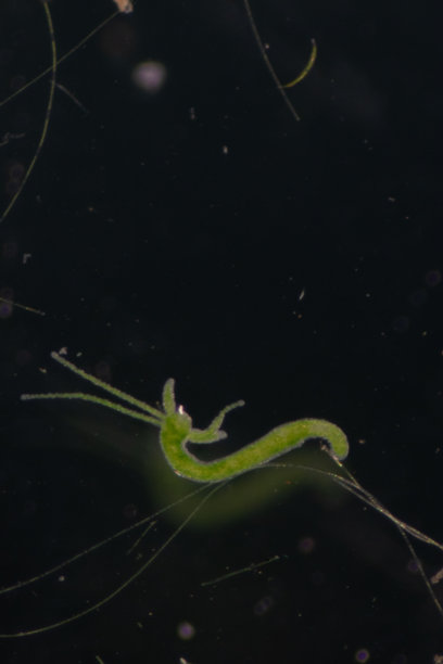 cnidaria