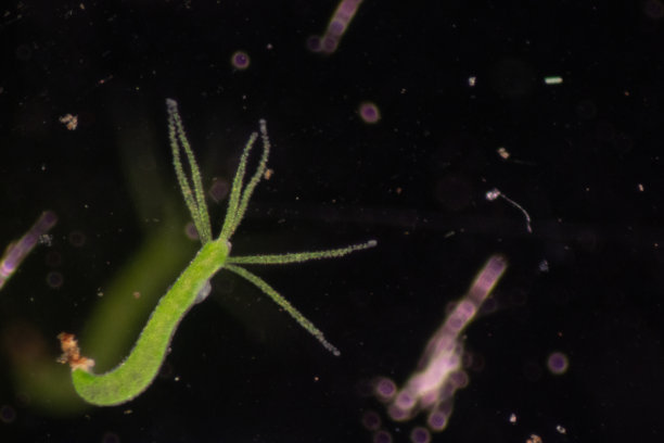 cnidaria