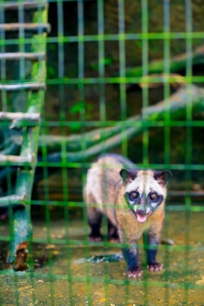 civet