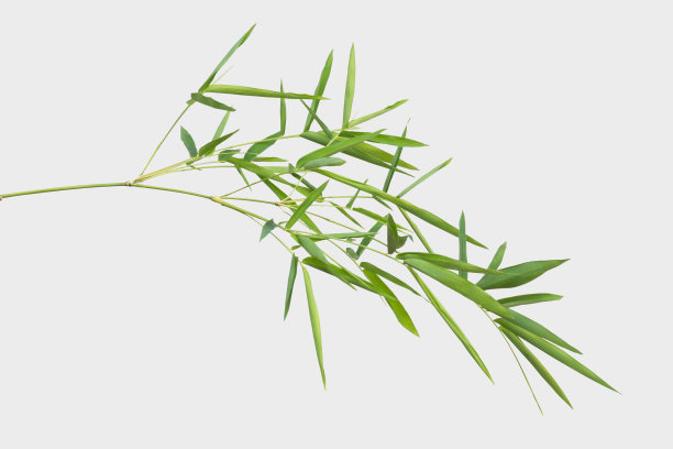 bamboo
