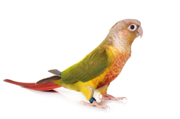 parrots
