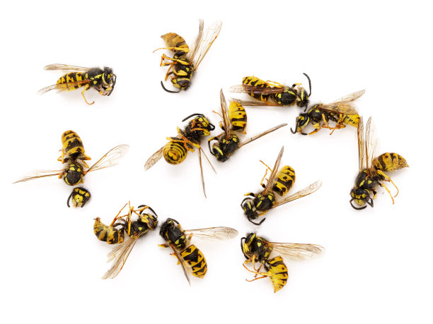 hornets