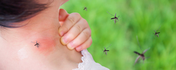 mosquito