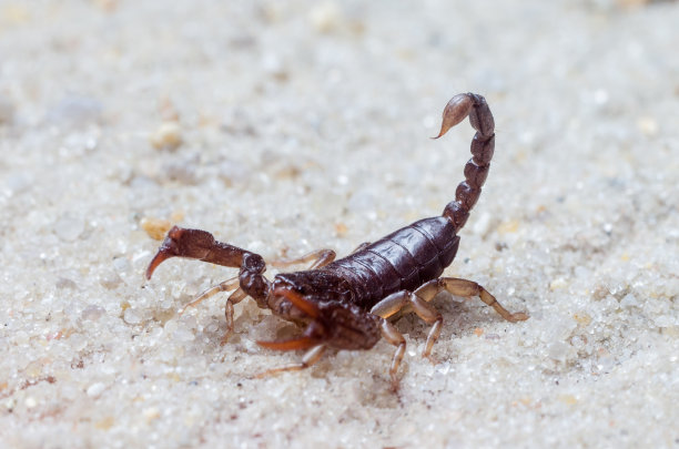 scorpio