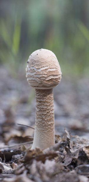cortinarius