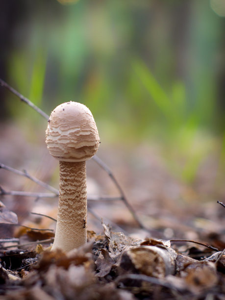 cortinarius