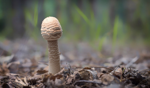 cortinarius