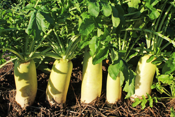 radishes