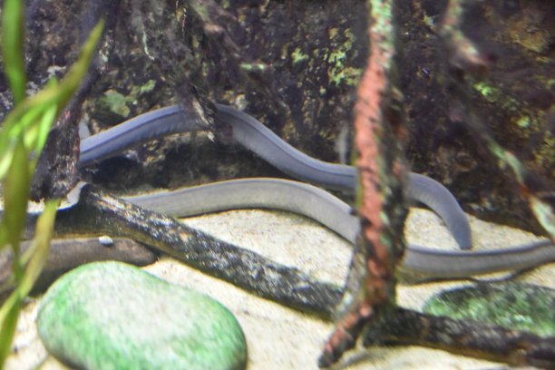caecilian