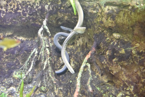 caecilian