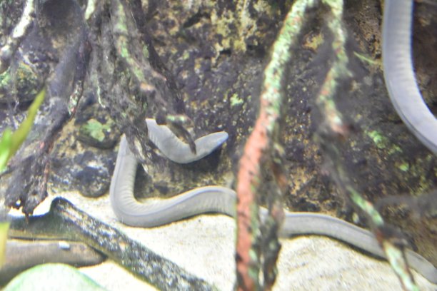 caecilian