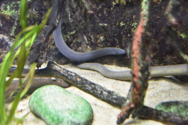 caecilian