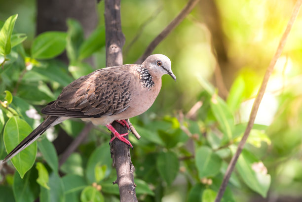dove
