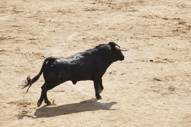 toro