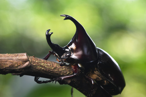 beetles