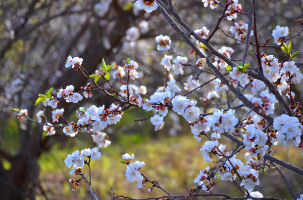 广红樱花