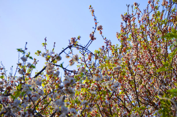 广红樱花