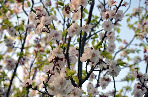 广红樱花