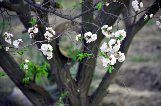 广红樱花