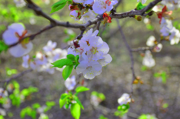 广红樱花